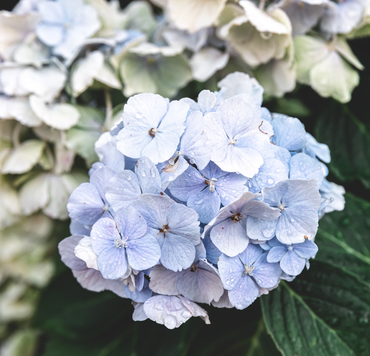 Close-up, white flowers on a bush, natural background.